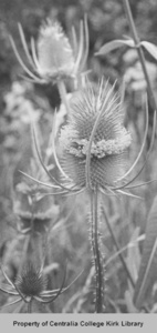 01 Teasel - Seminary Hill Natural Area Photos - Rufus Kiser