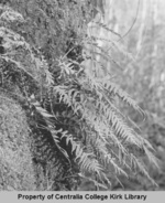 02 Licorice-Root Fern - Seminary Hill Natural Area Photos - Rufus Kiser