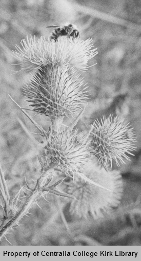 03 Thistle - Seminary Hill Natural Area Photos - Rufus Kiser