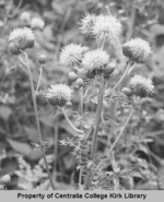 04 Canadian Thistle - Seminary Hill Natural Area Photos - Rufus Kiser