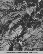 05 Sword Fern - Seminary Hill Natural Area Photos - Rufus Kiser