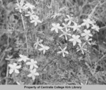 06 St John's Wort - Seminary Hill Natural Area Photos - Rufus Kiser
