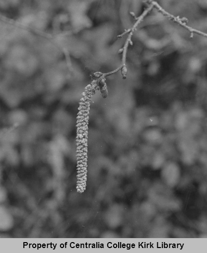 08 California Hazel - Seminary Hill Natural Area Photos - Rufus Kiser