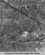 09 Indian Plum - Seminary Hill Natural Area Photos - Rufus Kiser