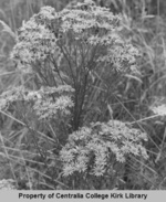 10 Unidentified - Seminary Hill Natural Area Photos - Rufus Kiser