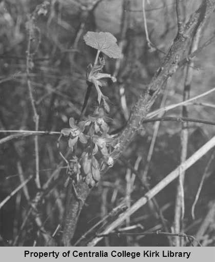 14 Red-Flowering Curreat - Seminary Hill Natural Area Photos - Rufus Kiser