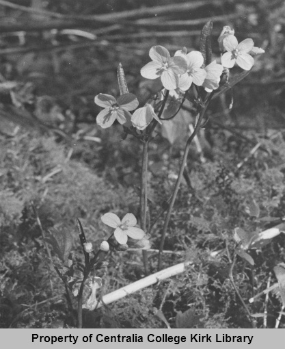 15 Slender Toothwort - Seminary Hill Natural Area Photos - Rufus Kiser