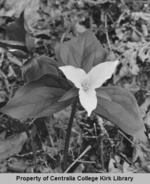 16 Trillium - Seminary Hill Natural Area Photos - Rufus Kiser