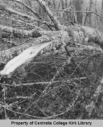 17 Unidentified - Seminary Hill Natural Area Photos - Rufus Kiser