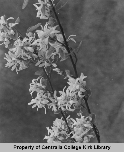 18 Service-Berry - Seminary Hill Natural Area Photos - Rufus Kiser